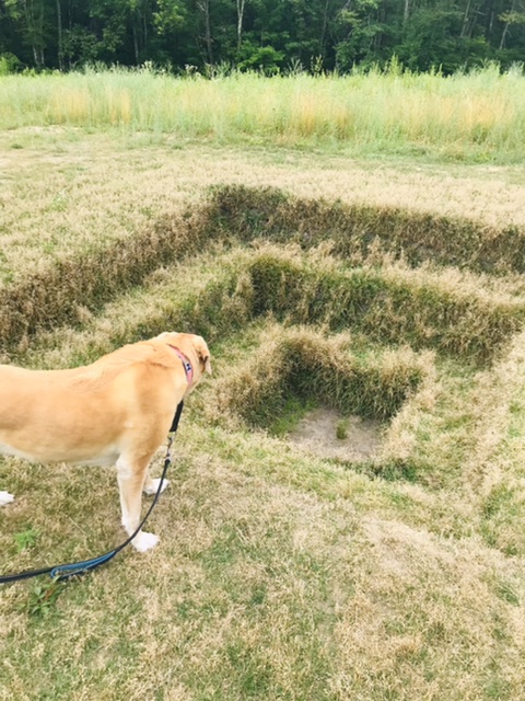 Do Dogs Know What Art Is? - The Paris Review