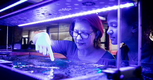 Cephalopods, vision’s next frontier