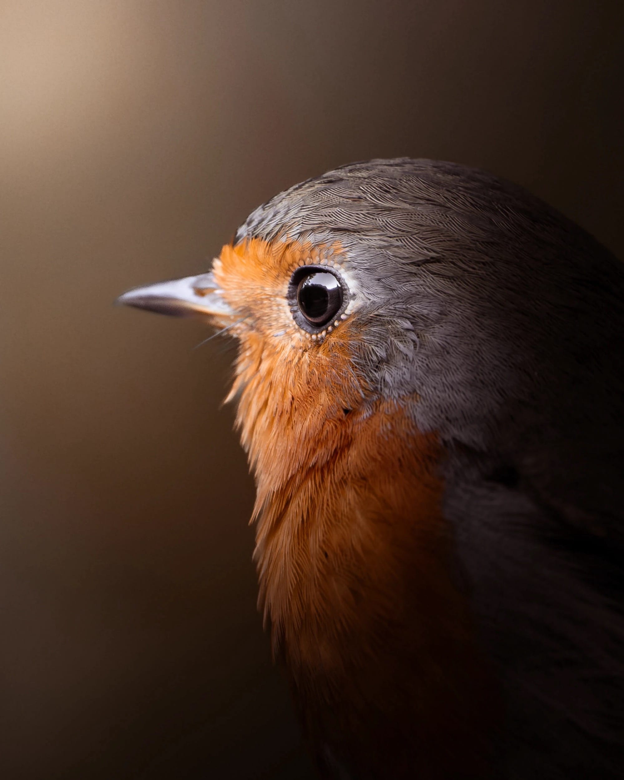 Marvin Heinzel Gets Up-Close and Personal with Characterful Avians