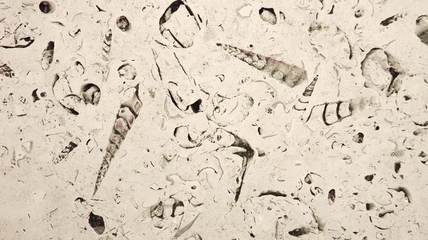 'Urban geology': How to find fossils (and other discoveries) in your city's buildings