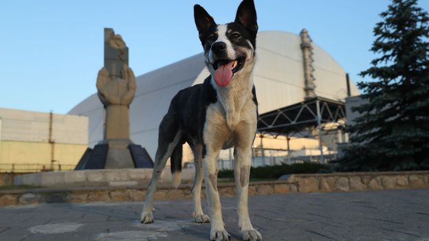 The guards caring for Chernobyl's abandoned dogs