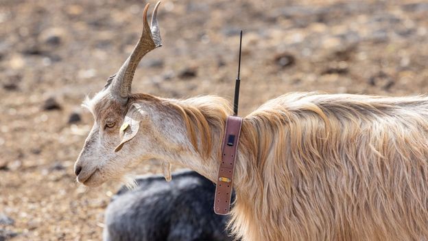 The animals that detect disasters